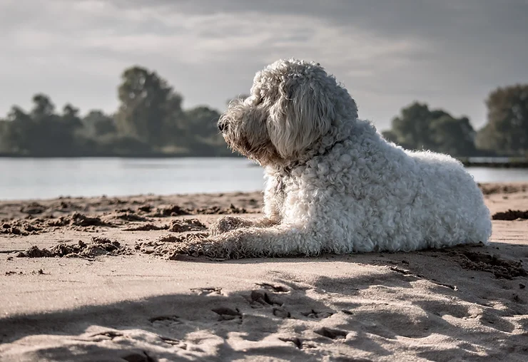 Fokustimehold, den rolige hund