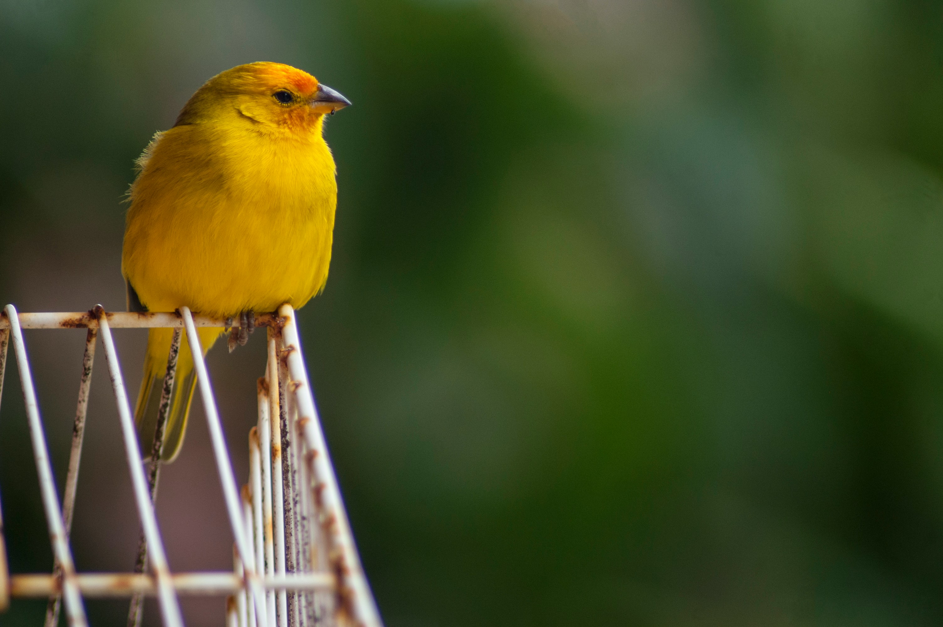 Photo by <a href="https://unsplash.com/@jcraice?utm_content=creditCopyText&utm_medium=referral&utm_source=unsplash">Julia Craice</a> on <a href="https://unsplash.com/photos/shallow-focus-photography-of-yellow-bird-o0S-0Pa4F2M?utm_content=creditCopyText&utm_medium=referral&utm_source=unsplash">Unsplash</a>       