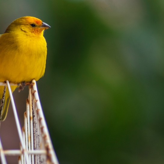 Photo by <a href="https://unsplash.com/@jcraice?utm_content=creditCopyText&utm_medium=referral&utm_source=unsplash">Julia Craice</a> on <a href="https://unsplash.com/photos/shallow-focus-photography-of-yellow-bird-o0S-0Pa4F2M?utm_content=creditCopyText&utm_medium=referral&utm_source=unsplash">Unsplash</a>       