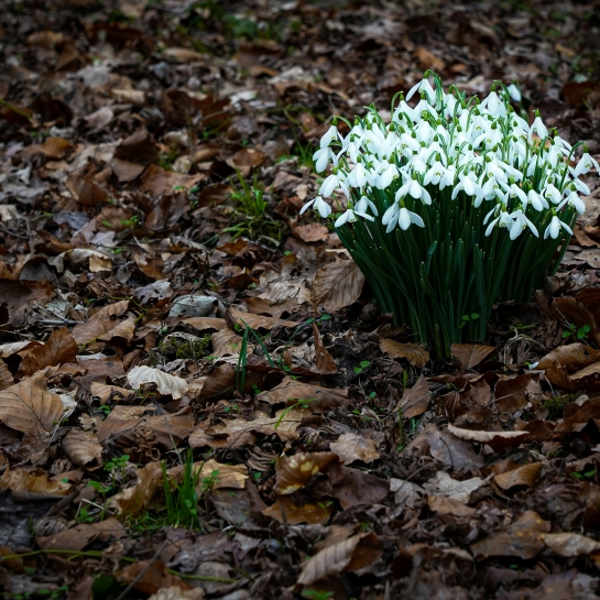Photo by <a href="https://unsplash.com/@jannerboy62?utm_content=creditCopyText&utm_medium=referral&utm_source=unsplash">Nick Fewings</a> on <a href="https://unsplash.com/photos/a-bunch-of-flowers-that-are-sitting-in-the-leaves-rH8IhwK_0z8?utm_content=creditCopyText&utm_medium=referral&utm_source=unsplash">Unsplash</a>       